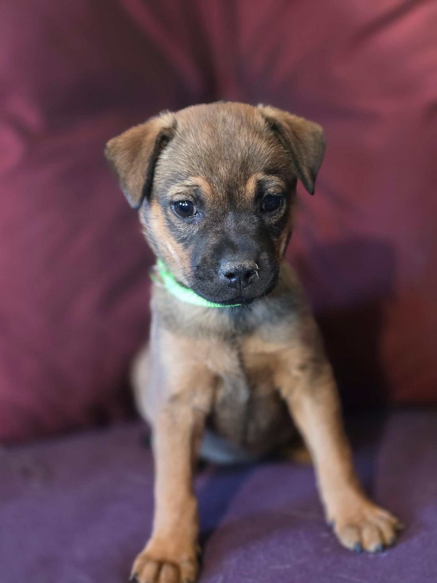 Enlarge Bonibelle , a Adoptable mixed breed in Rio Rancho, NM image 1/1