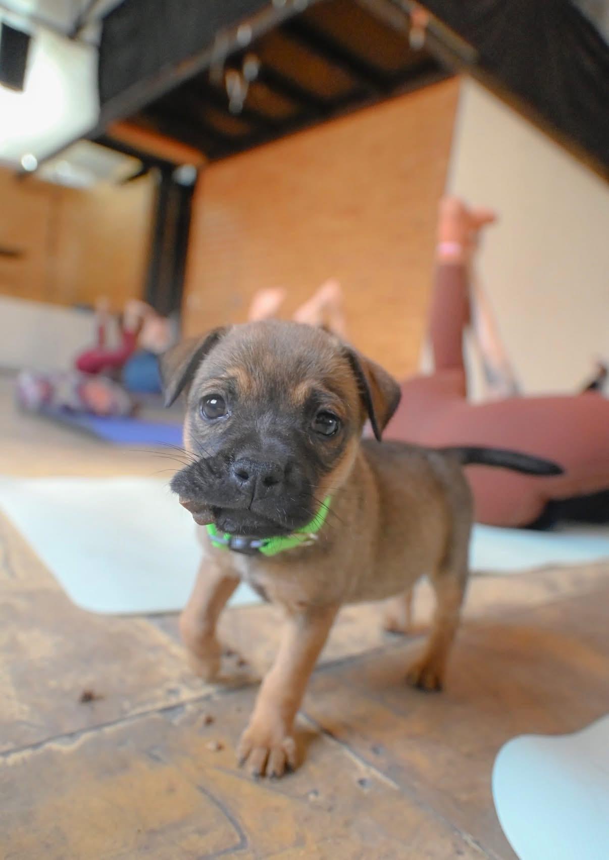 Enlarge Bonibelle , a Adoptable mixed breed in Rio Rancho, NM image 1/2