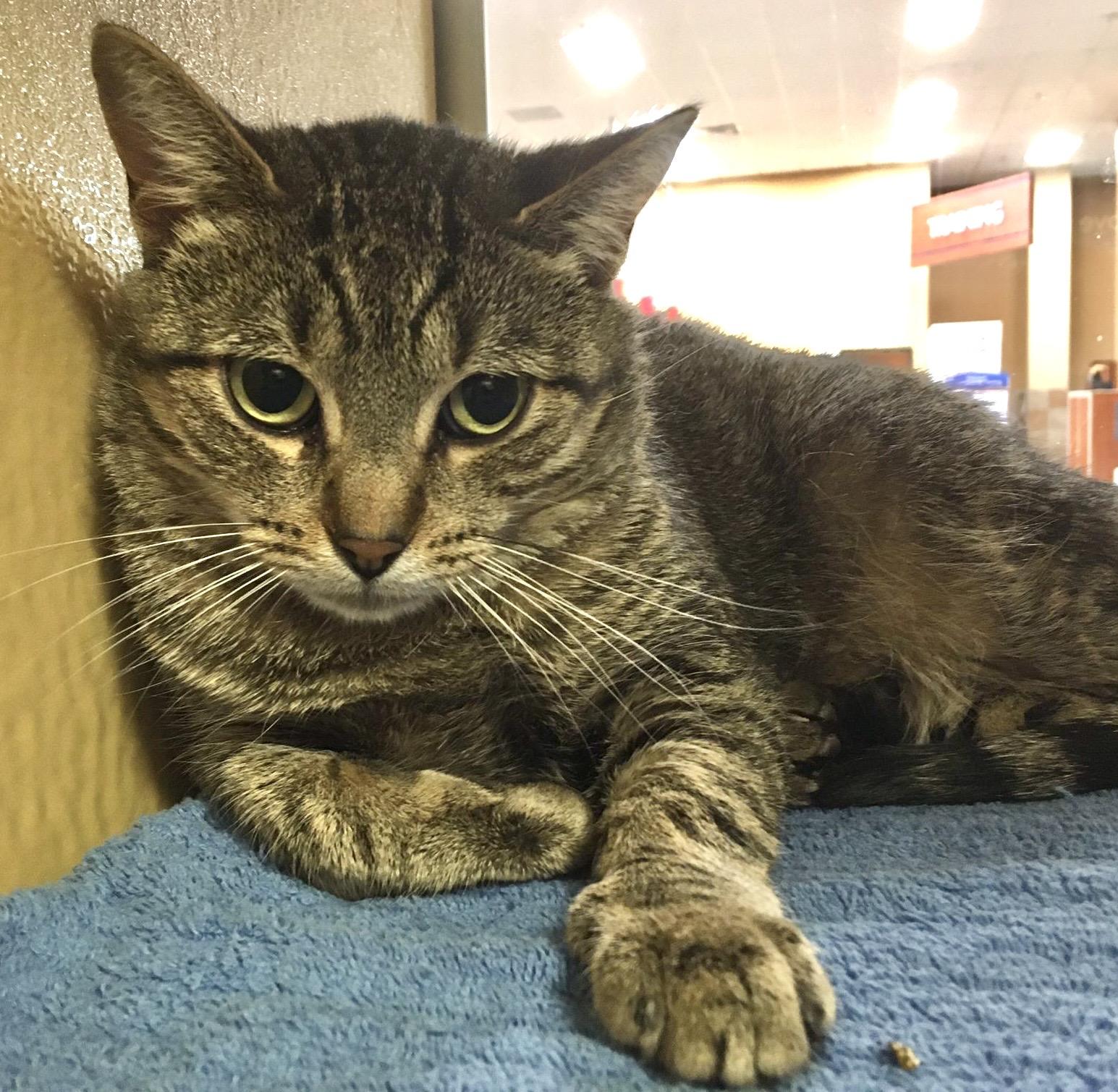 Kishka, ADOPTABLE, Young Female Tabby & Domestic Short Hair.