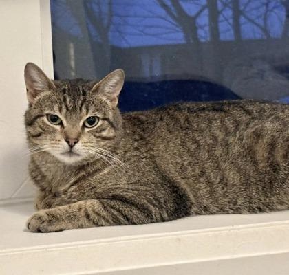 Enlarge Kishka, a ADOPTABLE mixed breed in Toronto, ON image 5/5