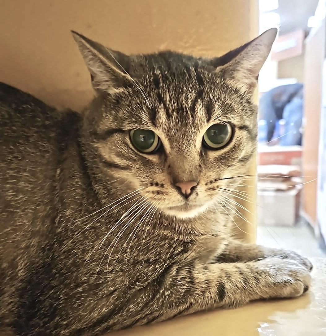 Enlarge Kishka, a ADOPTABLE mixed breed in Toronto, ON image 2/5