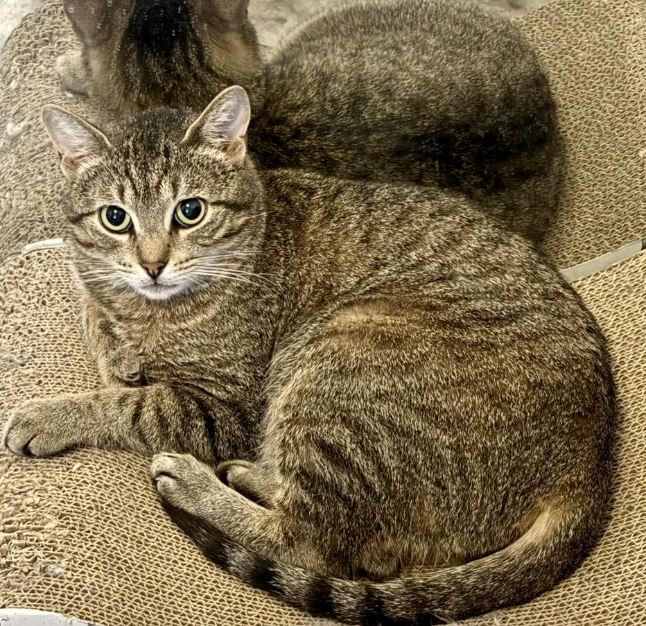 Enlarge Kishka, a ADOPTABLE mixed breed in Toronto, ON image 3/5