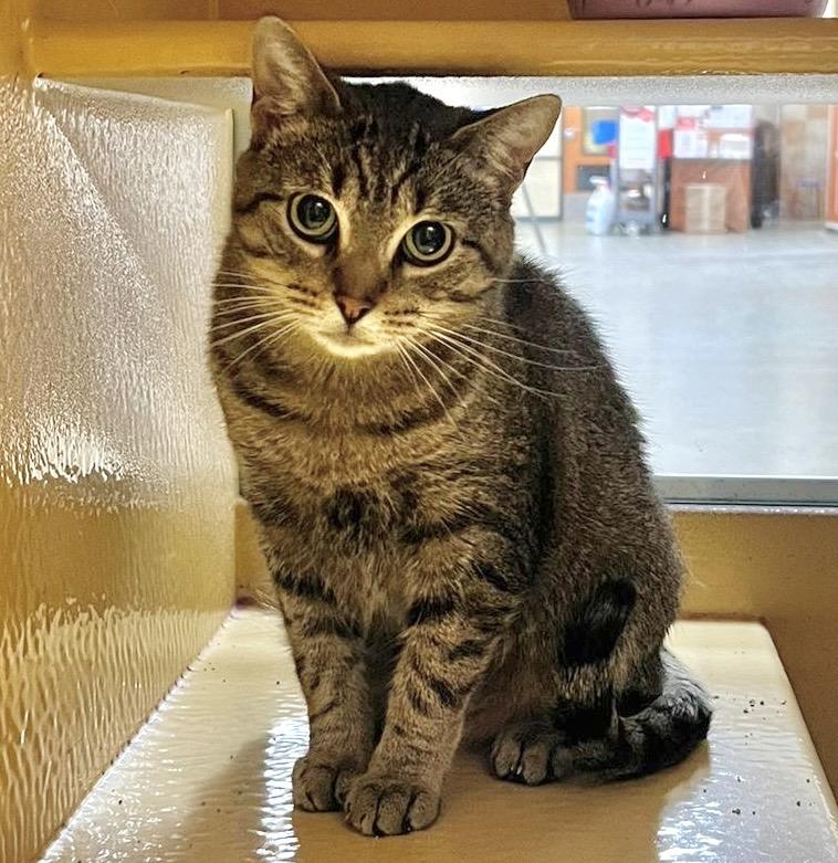 Kishka, ADOPTABLE, Young Female Tabby & Domestic Short Hair.