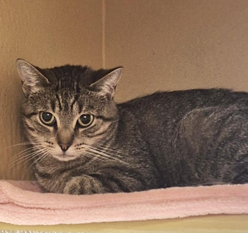 Enlarge Kishka, a ADOPTABLE mixed breed in Toronto, ON image 5/6