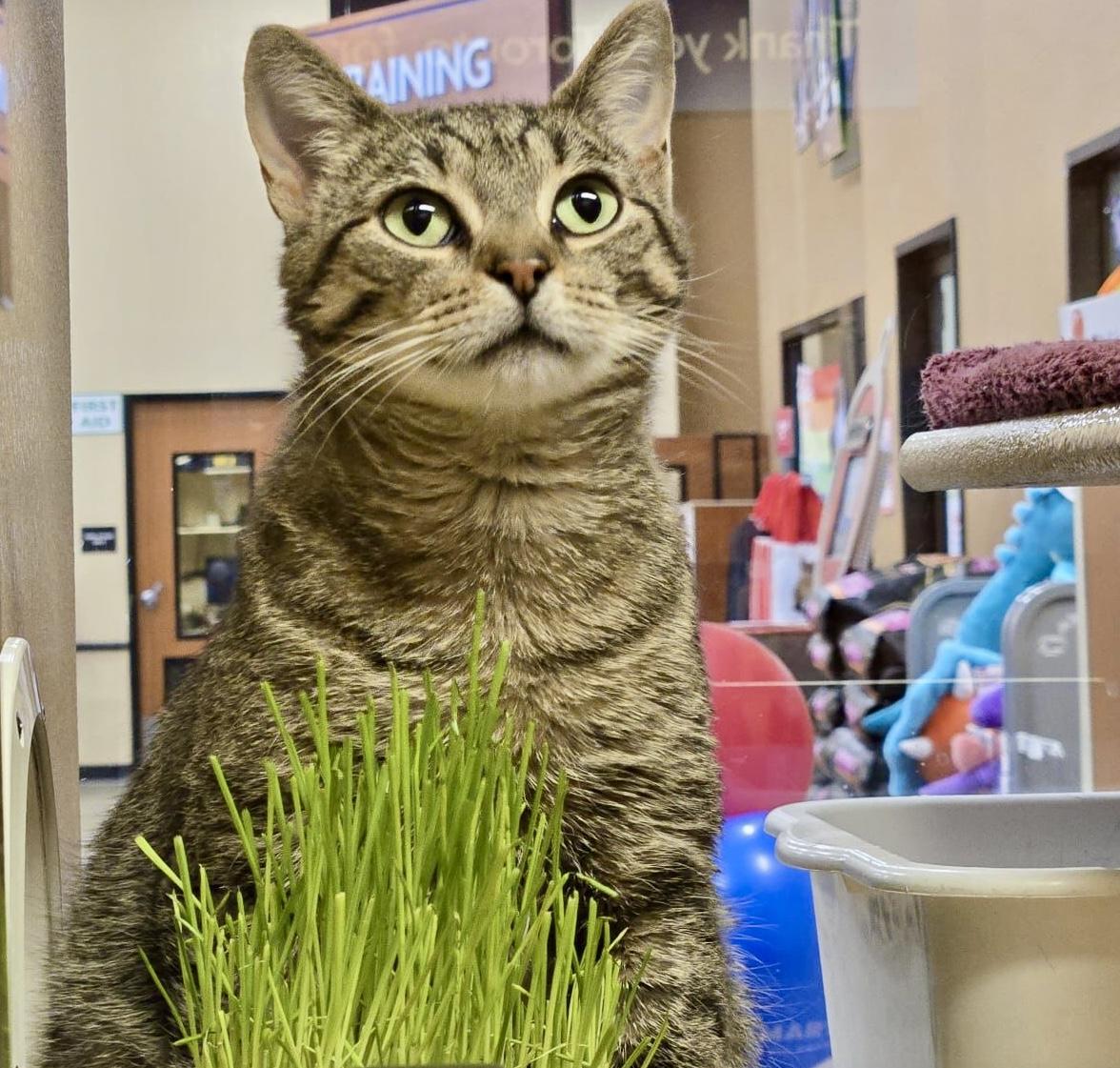 Enlarge Kishka, a ADOPTABLE mixed breed in Toronto, ON image 1/5