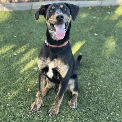 Gecko, a ADOPTABLE mixed breed in Red Bluff, CA image 5/5