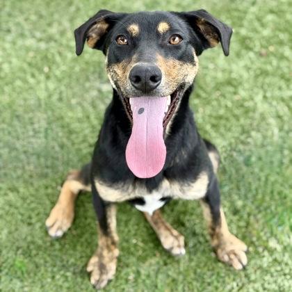Gecko, a ADOPTABLE mixed breed in Red Bluff, CA image 2/5