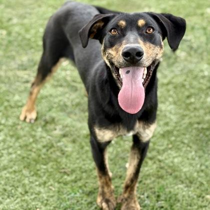 Gecko, a ADOPTABLE mixed breed in Red Bluff, CA image 3/5
