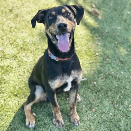 Gecko, a ADOPTABLE mixed breed in Red Bluff, CA image 4/5