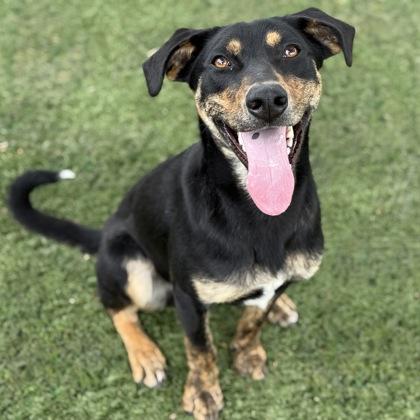 Gecko, a ADOPTABLE mixed breed in Red Bluff, CA image 1/5