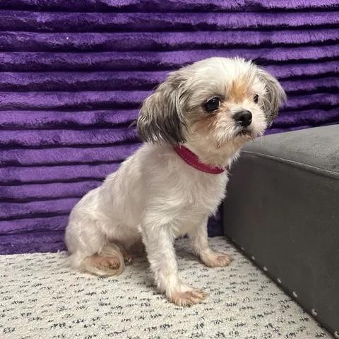 Malaga-Foster Home Needed, Adoptable, Adult Female Shih Tzu.