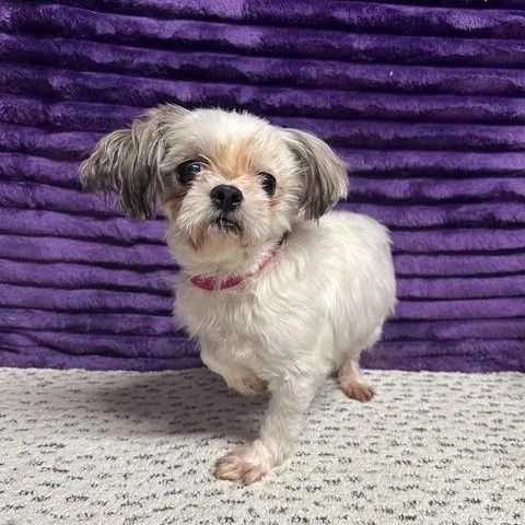 Enlarge Malaga-Foster Home Needed, a Adoptable Shih Tzu in Hartland, WI image 2/6