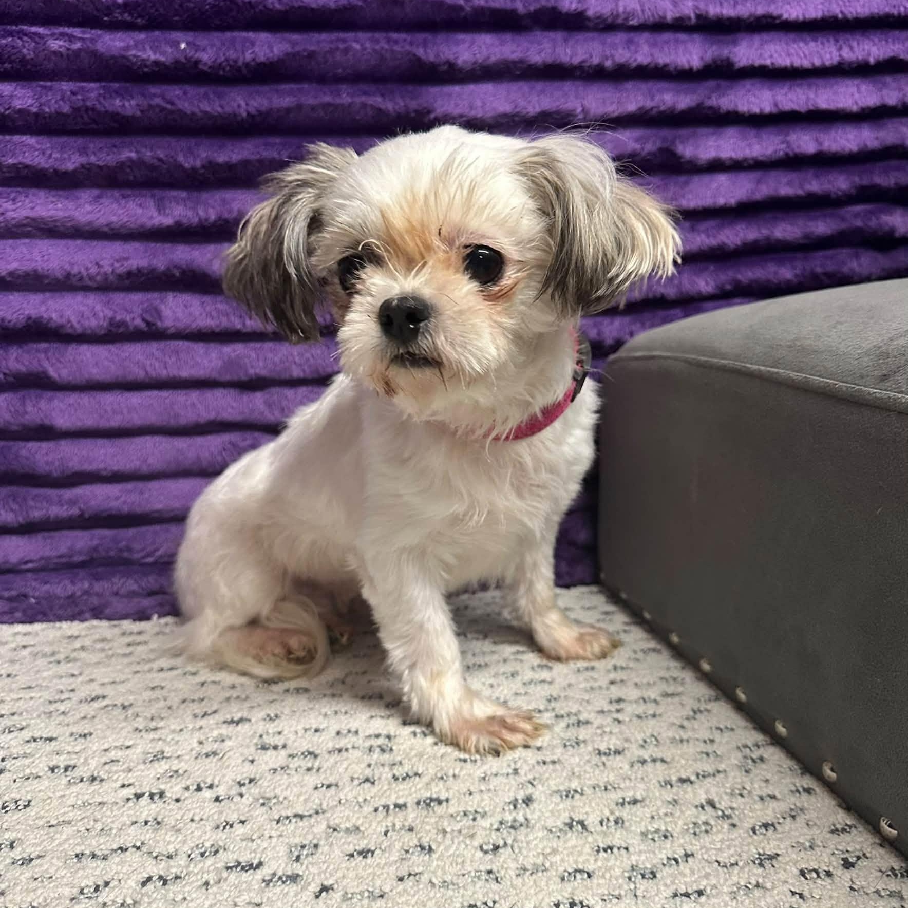 Enlarge Malaga-Foster Home Needed, a Adoptable Shih Tzu in Hartland, WI image 4/6