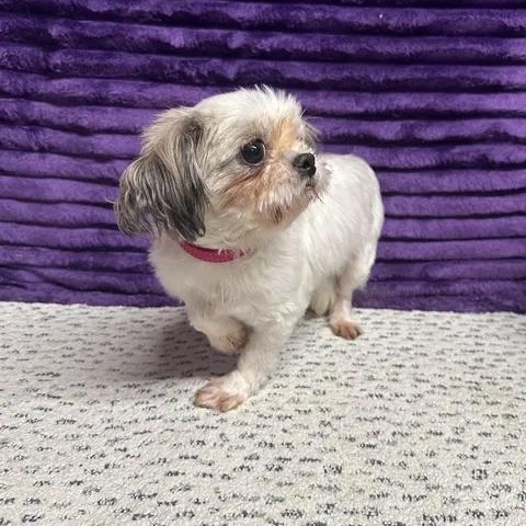 Enlarge Malaga-Foster Home Needed, a Adoptable Shih Tzu in Hartland, WI image 6/6