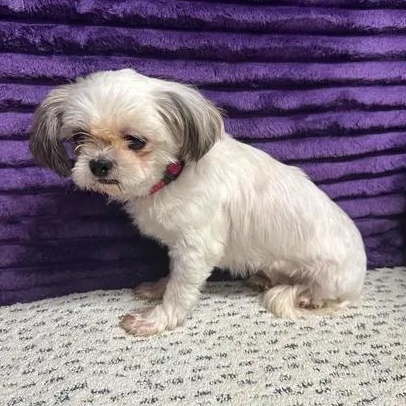 Enlarge Malaga-Foster Home Needed, a Adoptable Shih Tzu in Hartland, WI image 5/6
