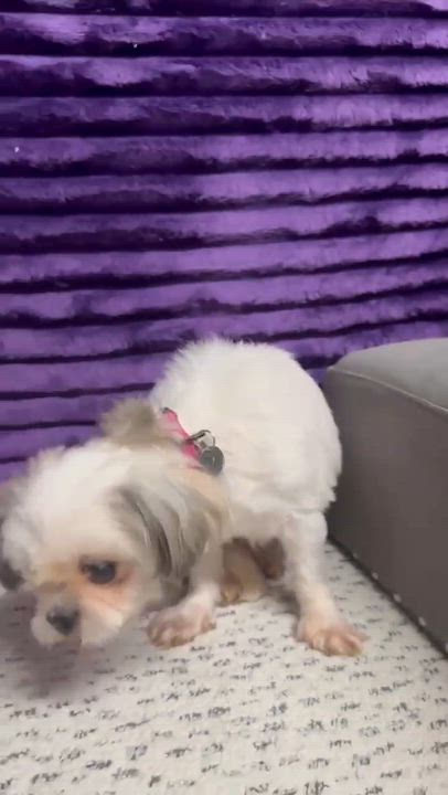 Enlarge Malaga-Foster Home Needed, a Adoptable Shih Tzu in Hartland, WI video 3/6