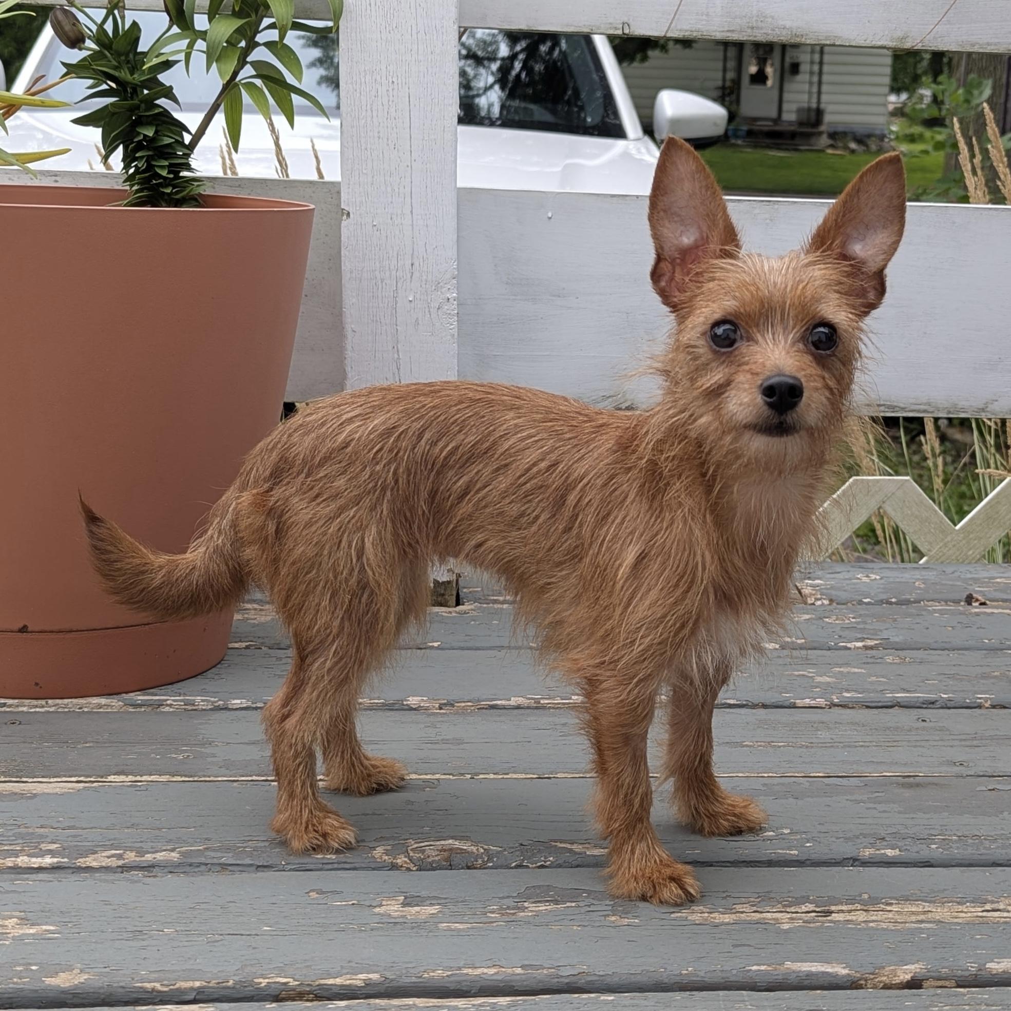Dori, ADOPTABLE, Adult Female Terrier.