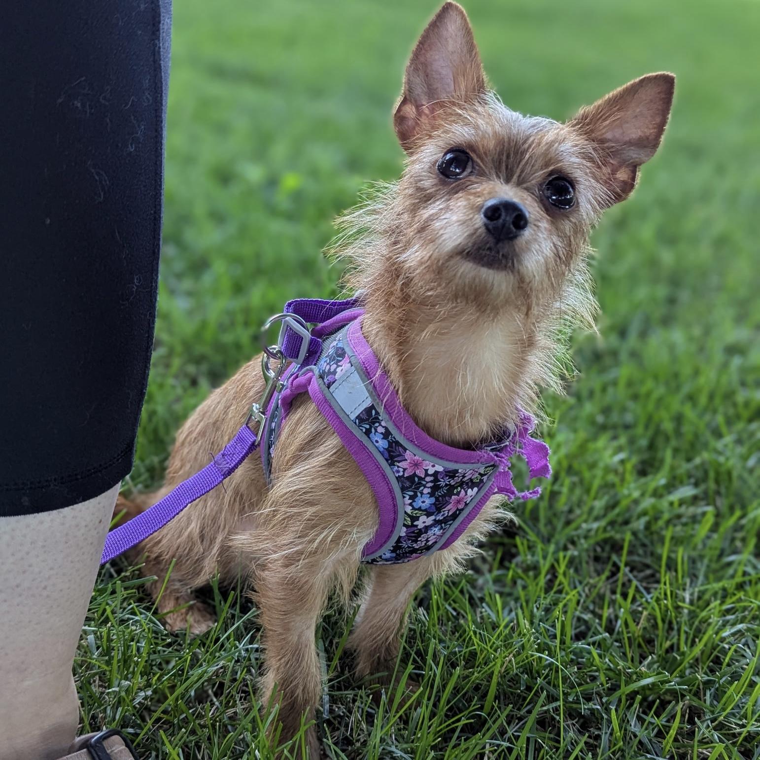Enlarge Dori, a ADOPTABLE mixed breed in Fairmont, MN image 3/6