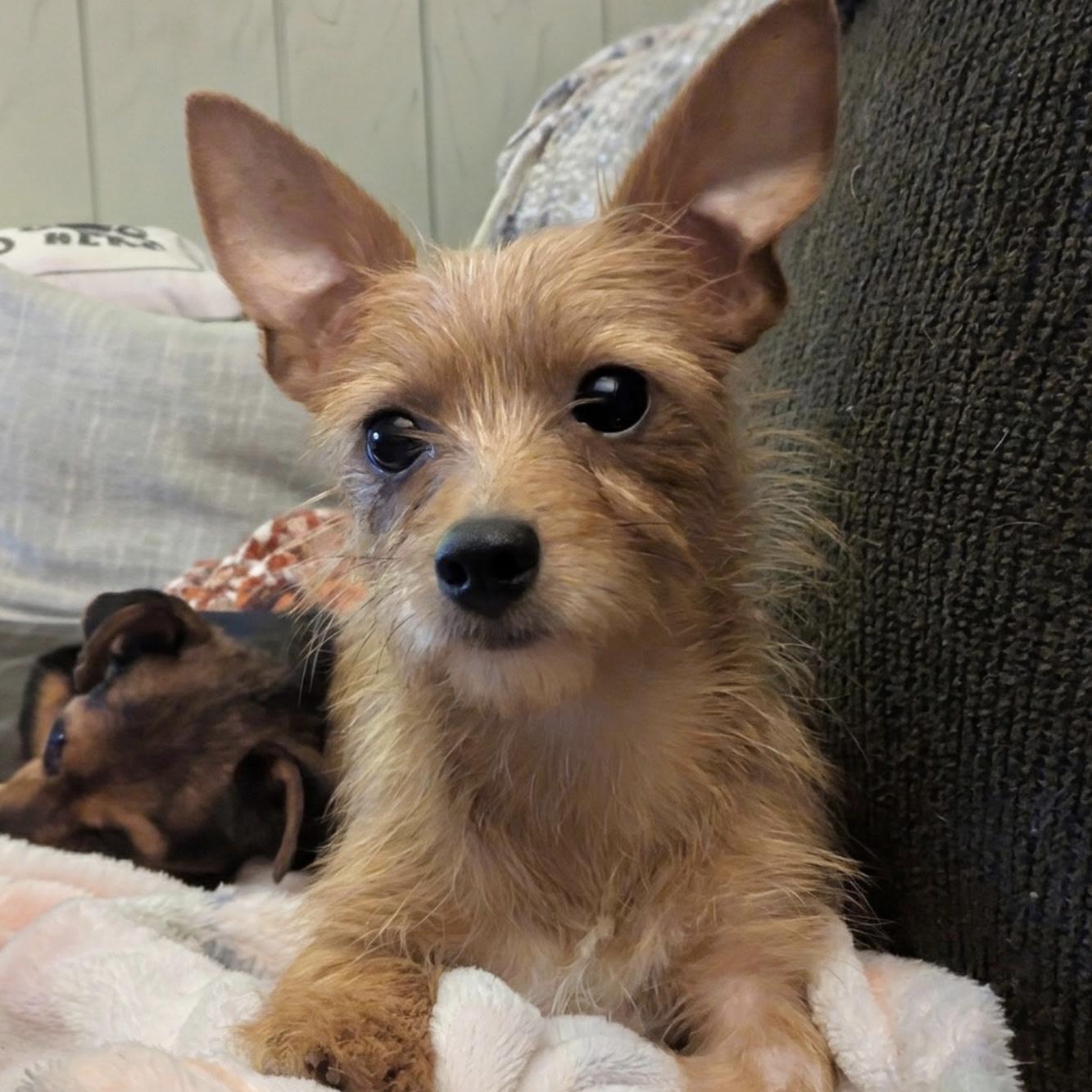 Enlarge Dori, a ADOPTABLE mixed breed in Fairmont, MN image 5/6