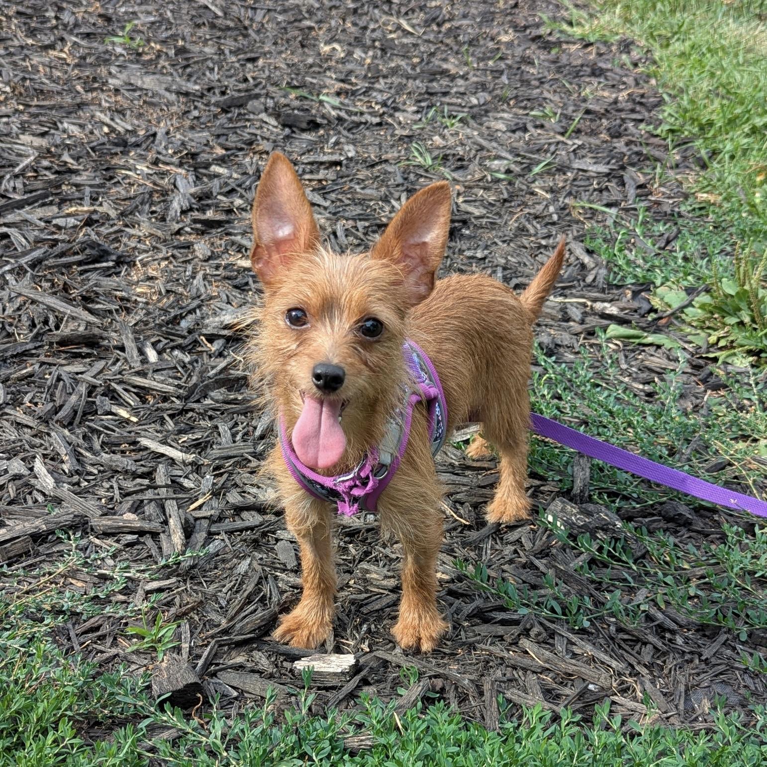 Enlarge Dori, a ADOPTABLE mixed breed in Fairmont, MN image 6/6