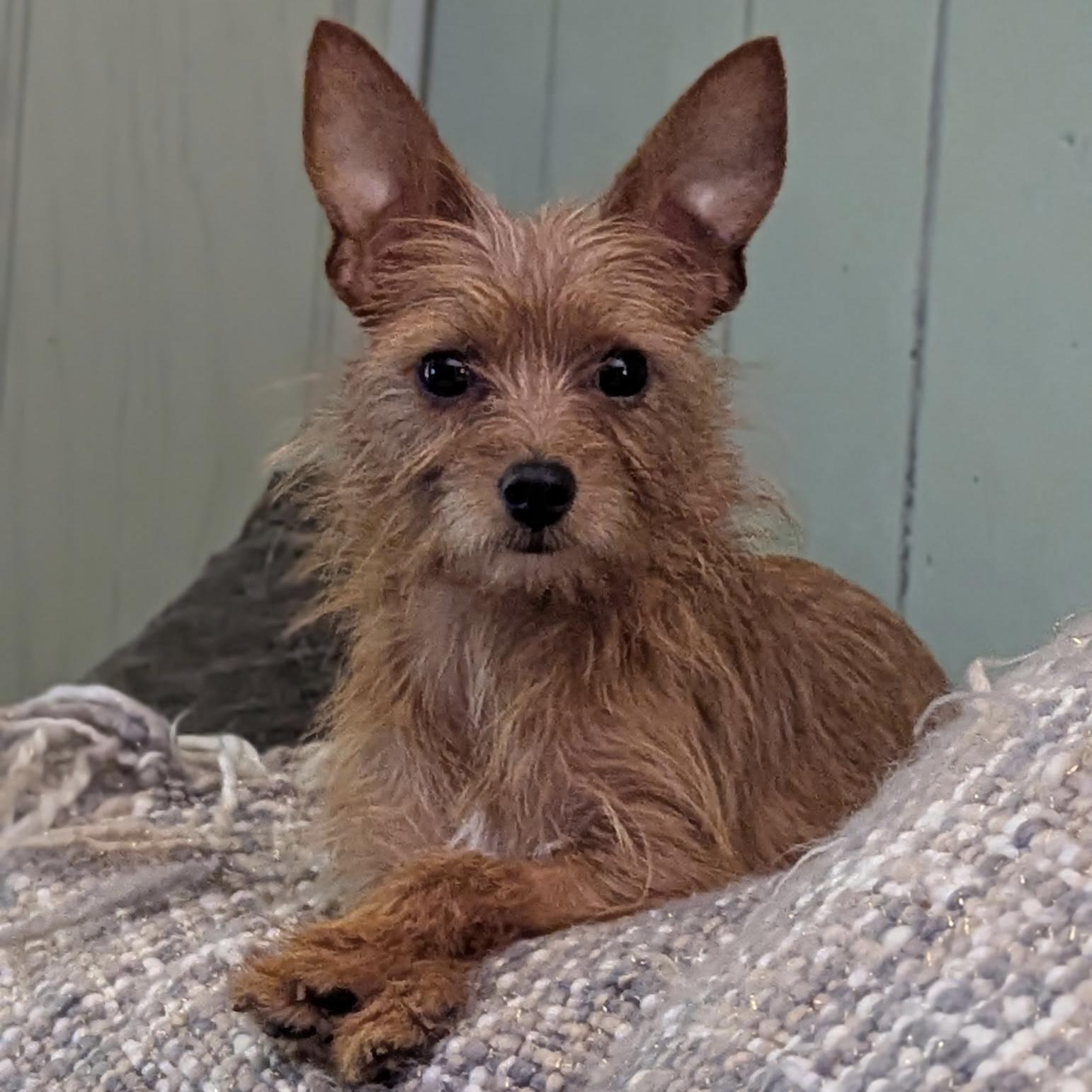 Enlarge Dori, a ADOPTABLE mixed breed in Fairmont, MN image 2/6