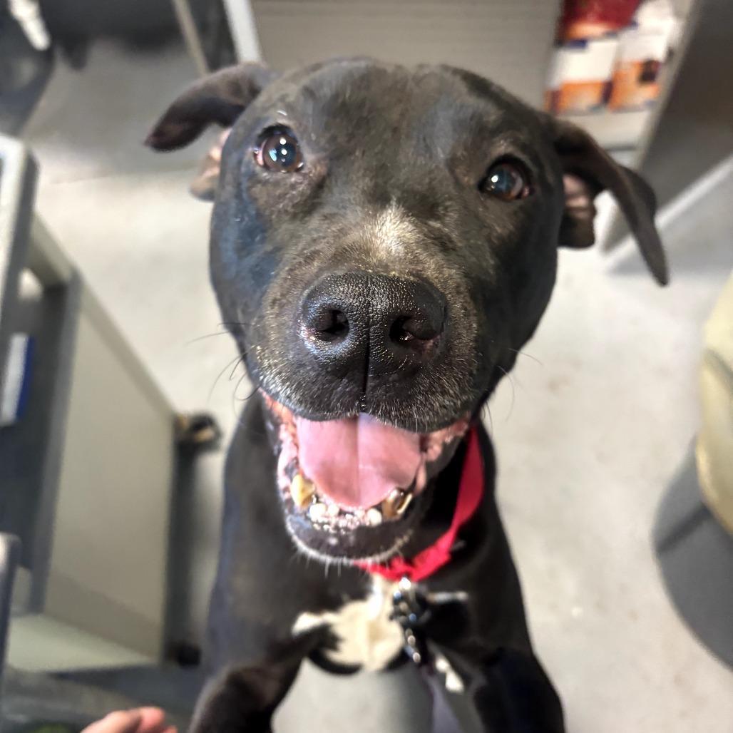 Capone, Adoptable, Senior Male Mixed Breed.