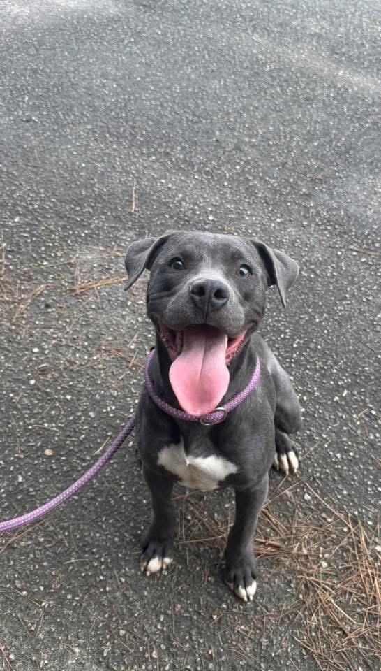 Enlarge Saturn, a Adoptable Mixed Breed in Georgetown, SC image 2/2