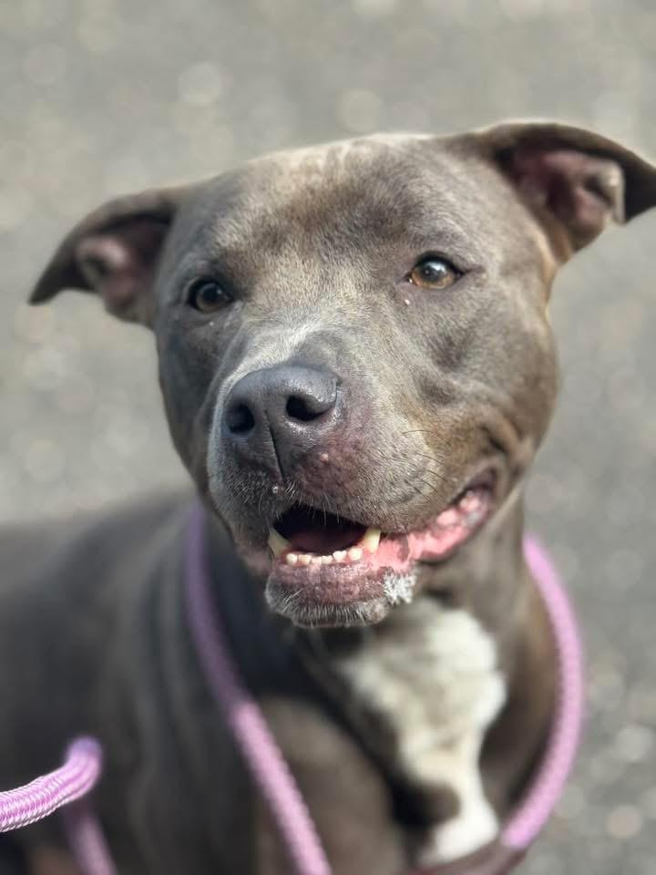 Saturn, Adoptable, Young Female Mixed Breed.