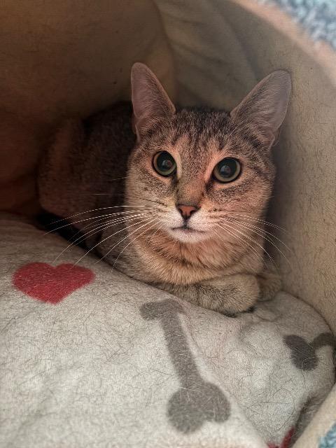 Enlarge Leeloo, a Adoptable mixed breed in Pawtucket, RI image 1/5