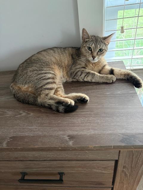 Enlarge Leeloo, a Adoptable mixed breed in Pawtucket, RI image 2/5