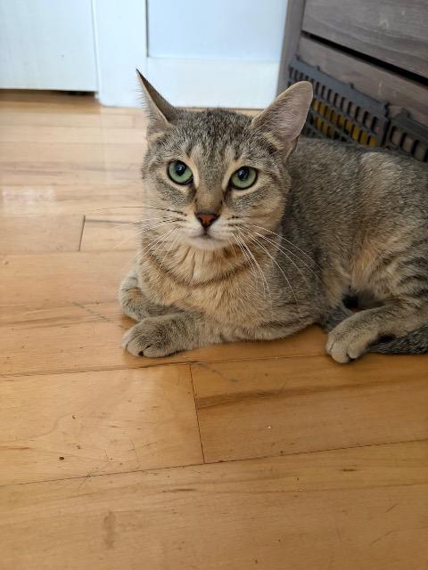 Enlarge Leeloo, a Adoptable mixed breed in Pawtucket, RI image 3/5