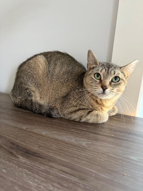 Enlarge Leeloo, a Adoptable mixed breed in Pawtucket, RI image 4/5