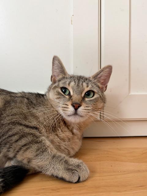 Enlarge Leeloo, a Adoptable mixed breed in Pawtucket, RI image 5/5