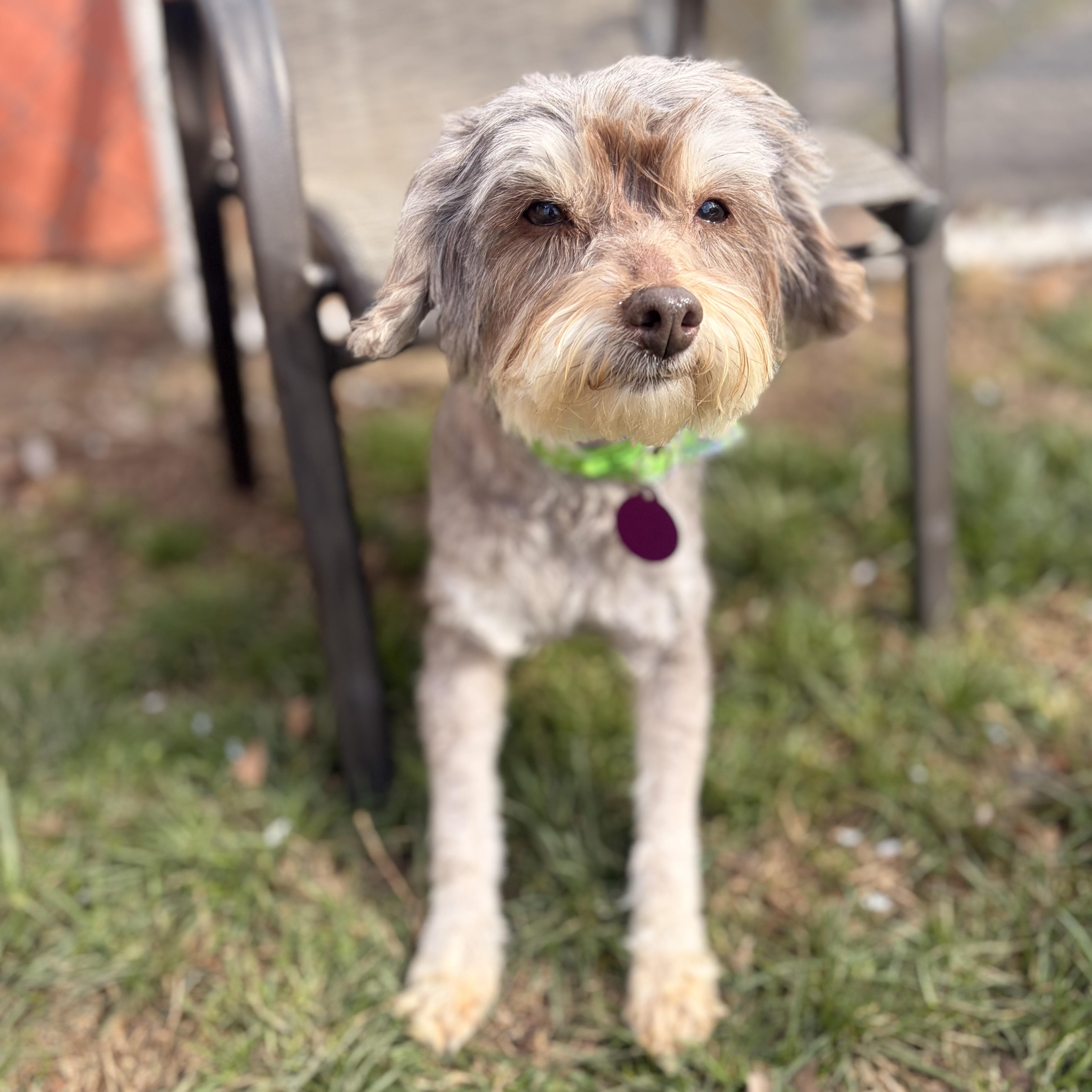 Enlarge Lady, an adopted Miniature Poodle in Greensboro, NC image 3/4