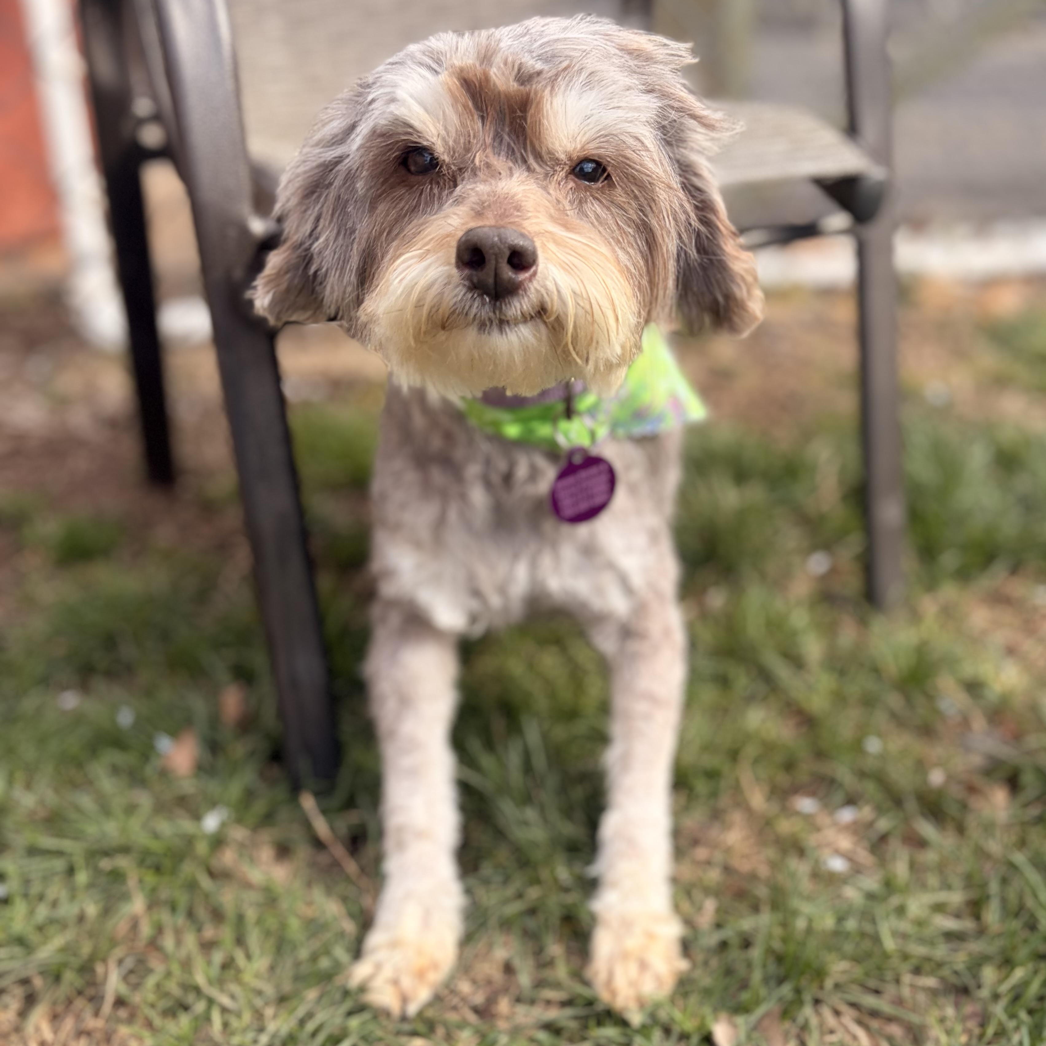 Enlarge Lady, an adopted Miniature Poodle in Greensboro, NC image 2/4
