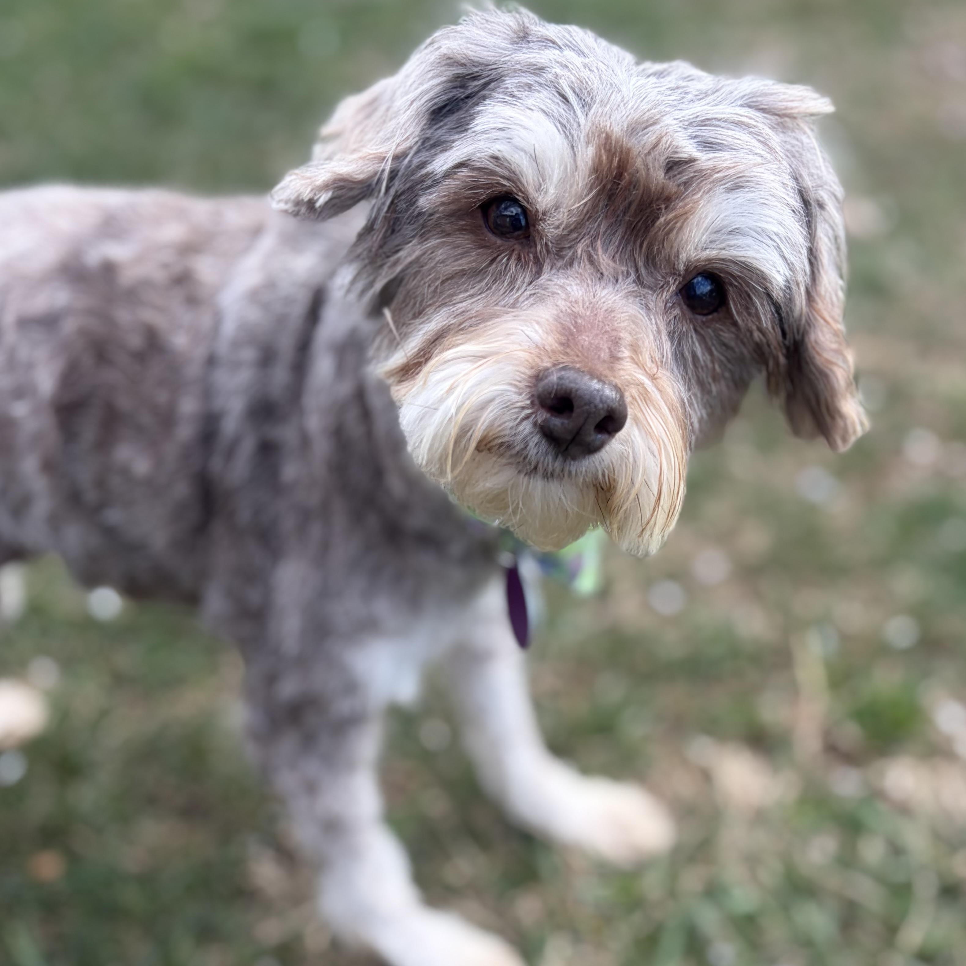 Lady, adopted, Adult Female Miniature Poodle.