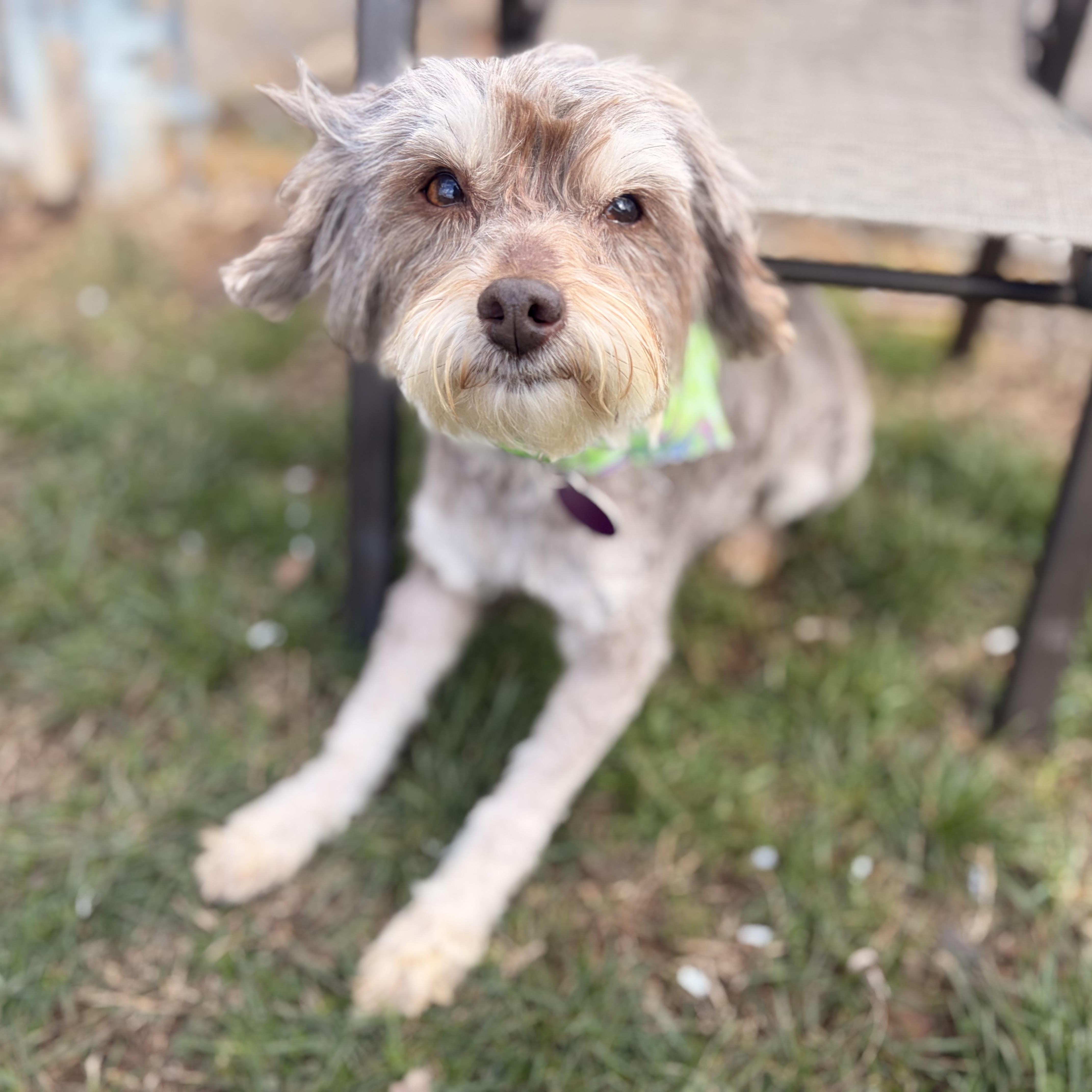 Enlarge Lady, an adopted Miniature Poodle in Greensboro, NC image 4/4