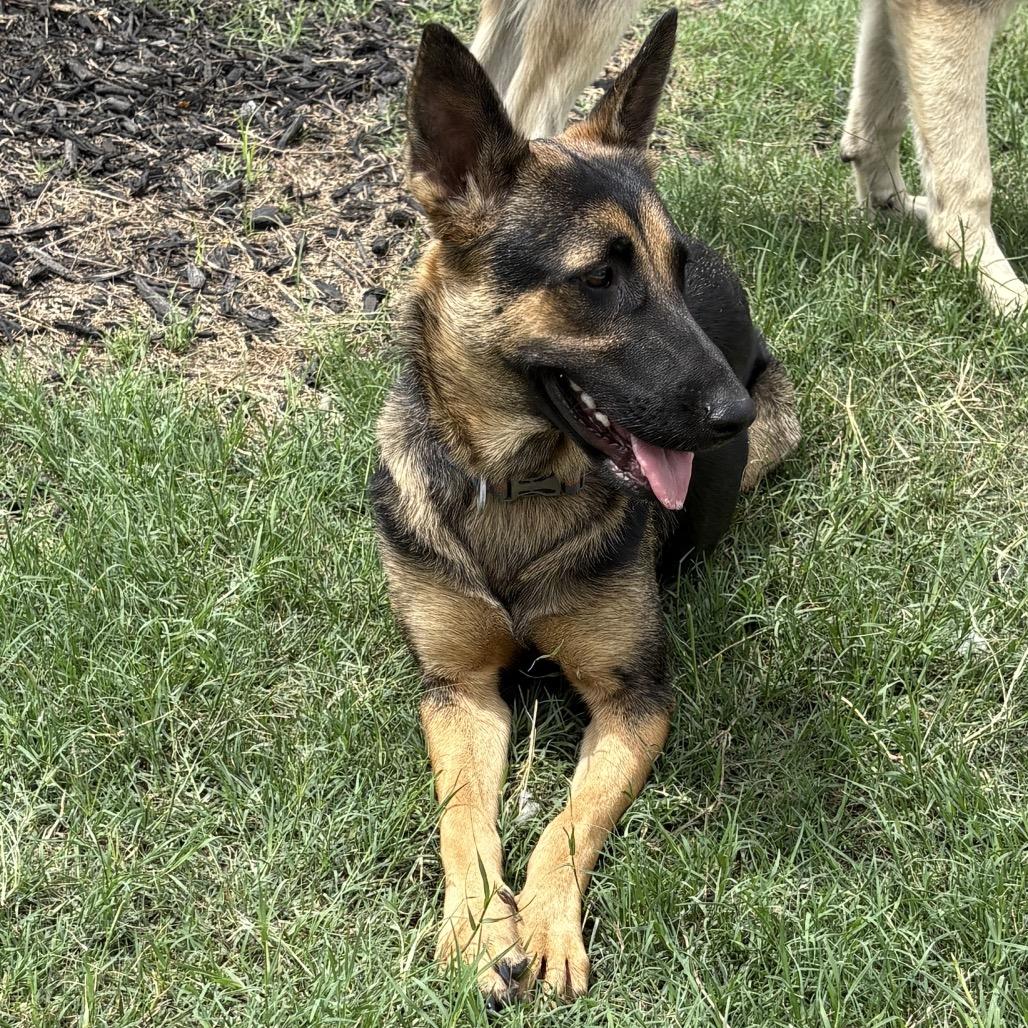 Gaia, Adoptable, Adult Female German Shepherd Dog & Mixed Breed.