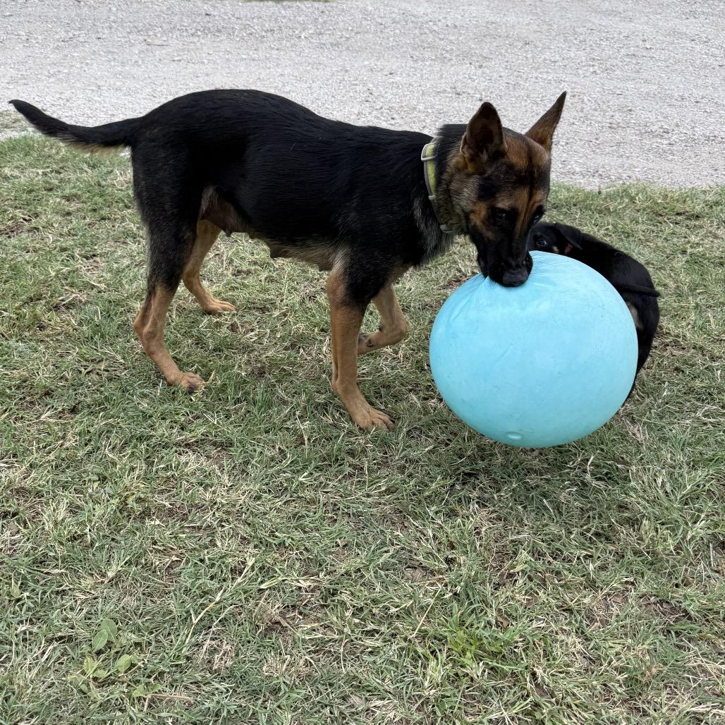 Gaia, a Adoptable mixed breed in Floresville, TX image 1/3