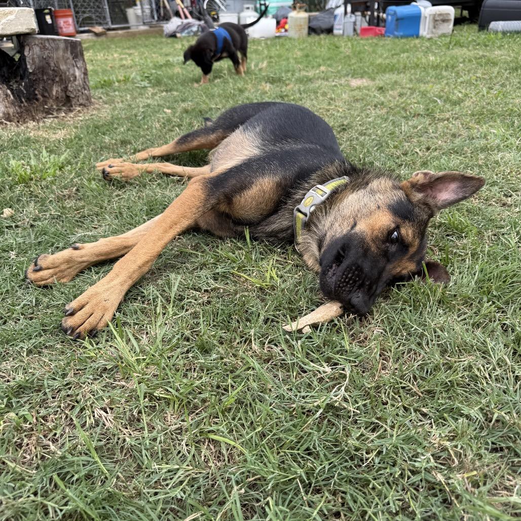 Gaia, a Adoptable mixed breed in Floresville, TX image 2/3