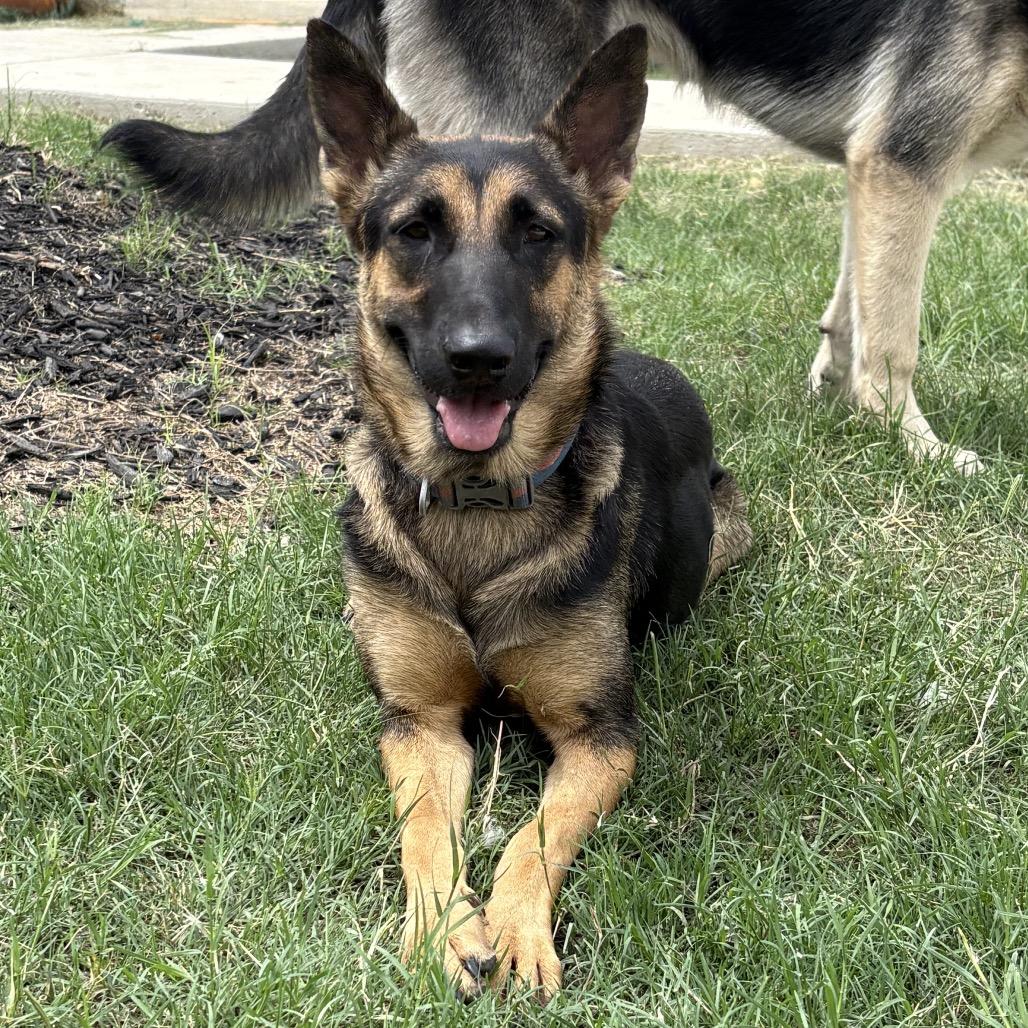 Enlarge Gaia, a Adoptable mixed breed in Floresville, TX image 4/6