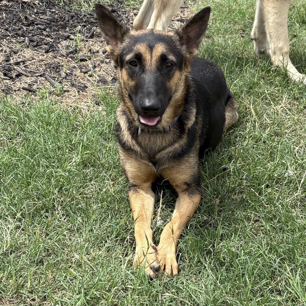 Enlarge Gaia, a Adoptable mixed breed in Floresville, TX image 5/6