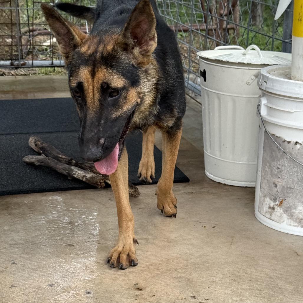 Gaia, a Adoptable mixed breed in Floresville, TX image 3/3