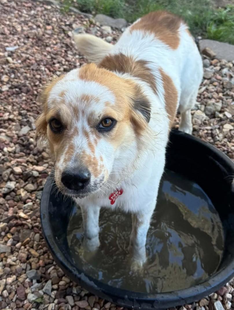 Enlarge Kendra, a Adoptable mixed breed in Hutchinson, KS image 3/6