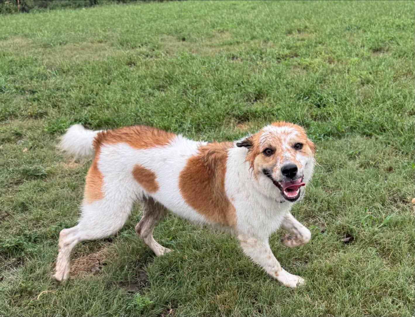 Enlarge Kendra, a Adoptable mixed breed in Hutchinson, KS image 4/6