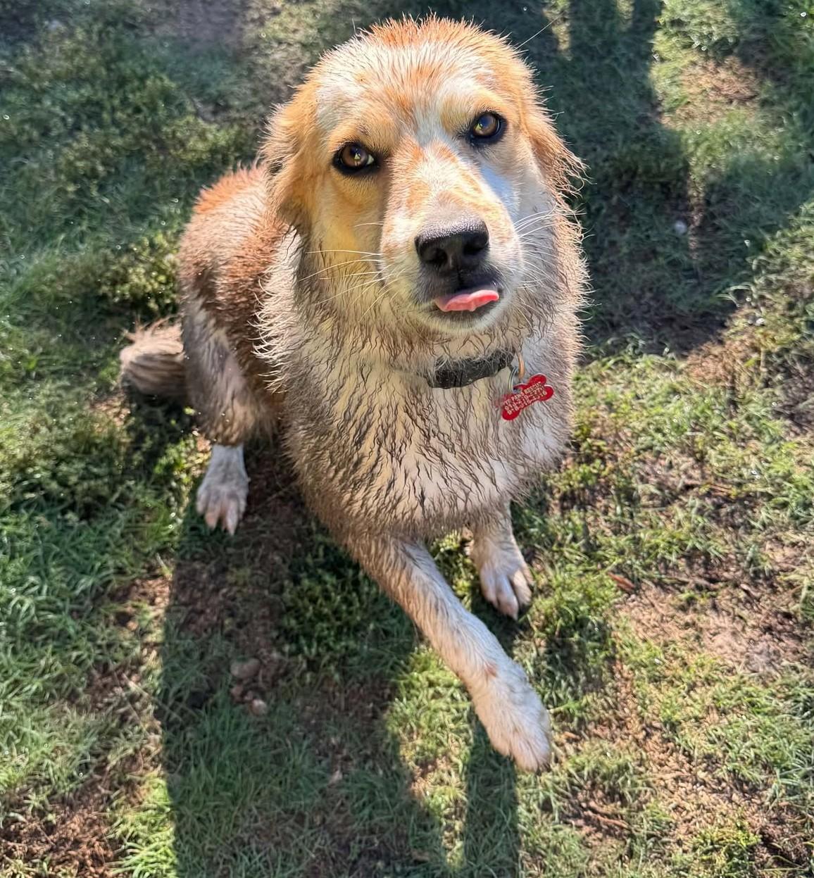 Enlarge Kendra, a Adoptable mixed breed in Hutchinson, KS image 2/6