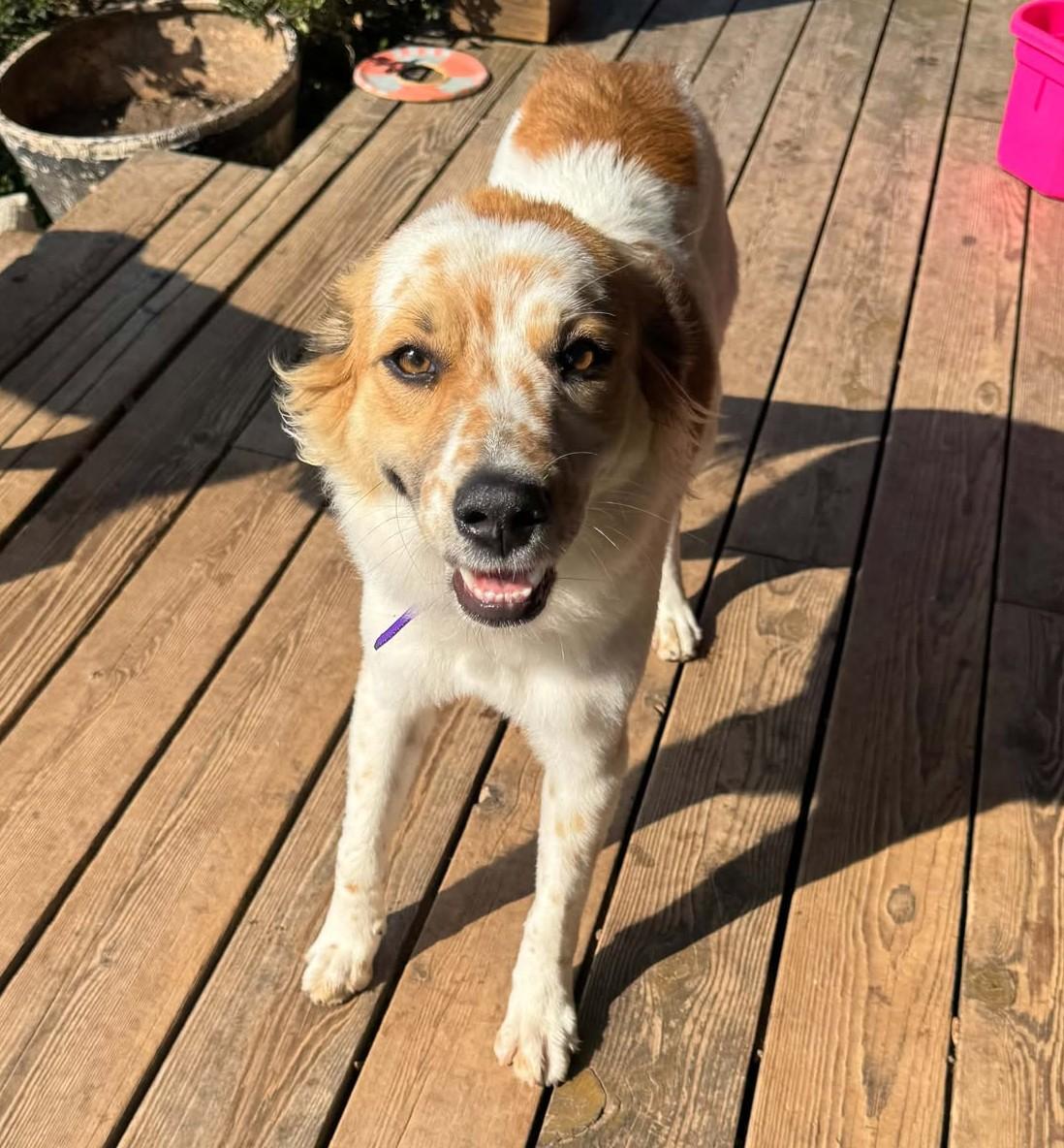 Enlarge Kendra, a Adoptable mixed breed in Hutchinson, KS image 5/6