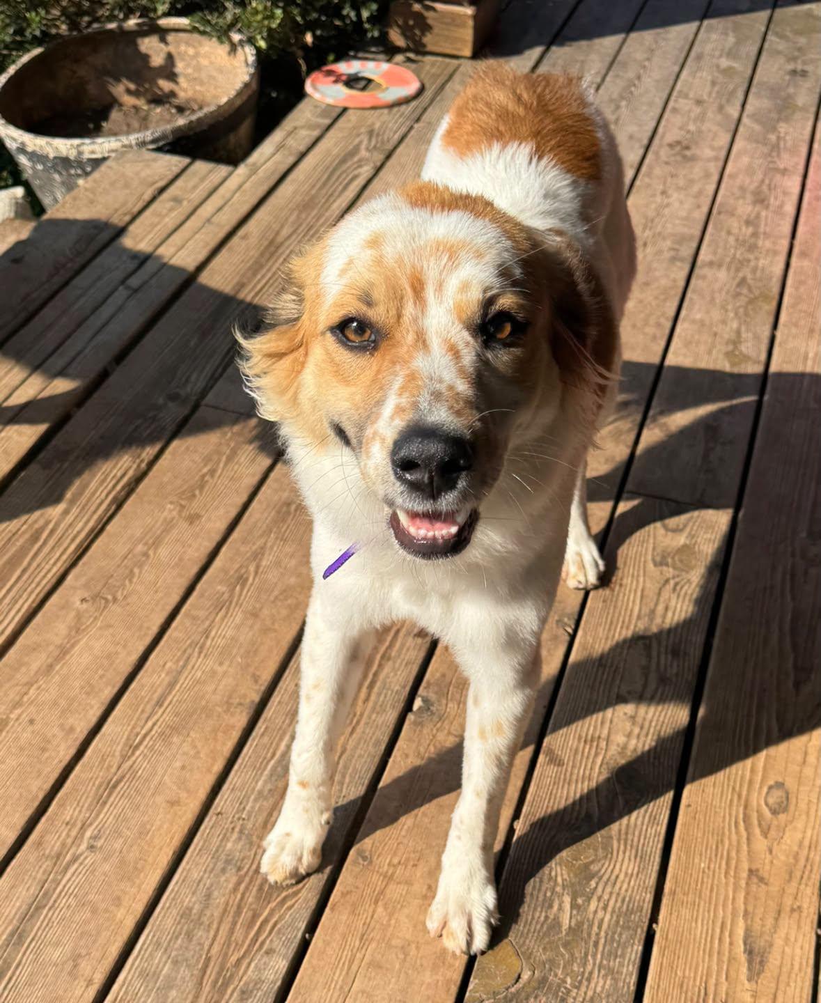 Kendra, Adoptable, Puppy Female Great Pyrenees.