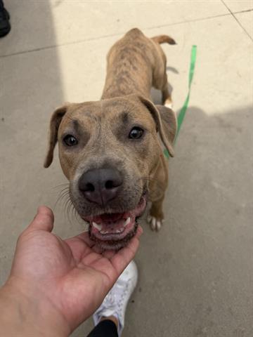 RADISH, Adoptable, Young Female Pit Bull Terrier.