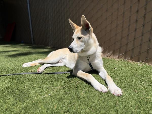 Cabo, Adoptable, Young Male Shepherd.